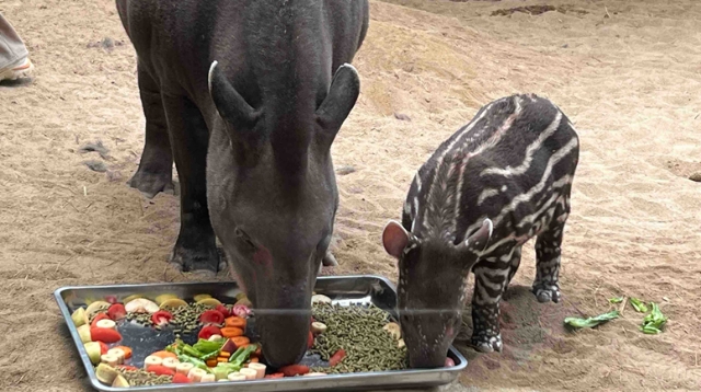 視頻|森林野生動(dòng)物園迎來(lái)新晉網(wǎng)紅 “小豬佩奇”原型南美貘寶寶首次公開(kāi)“營(yíng)業(yè)”